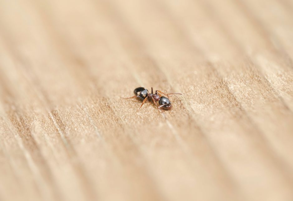 Detailed macro photograph of a single ant exploring a wooden surface.