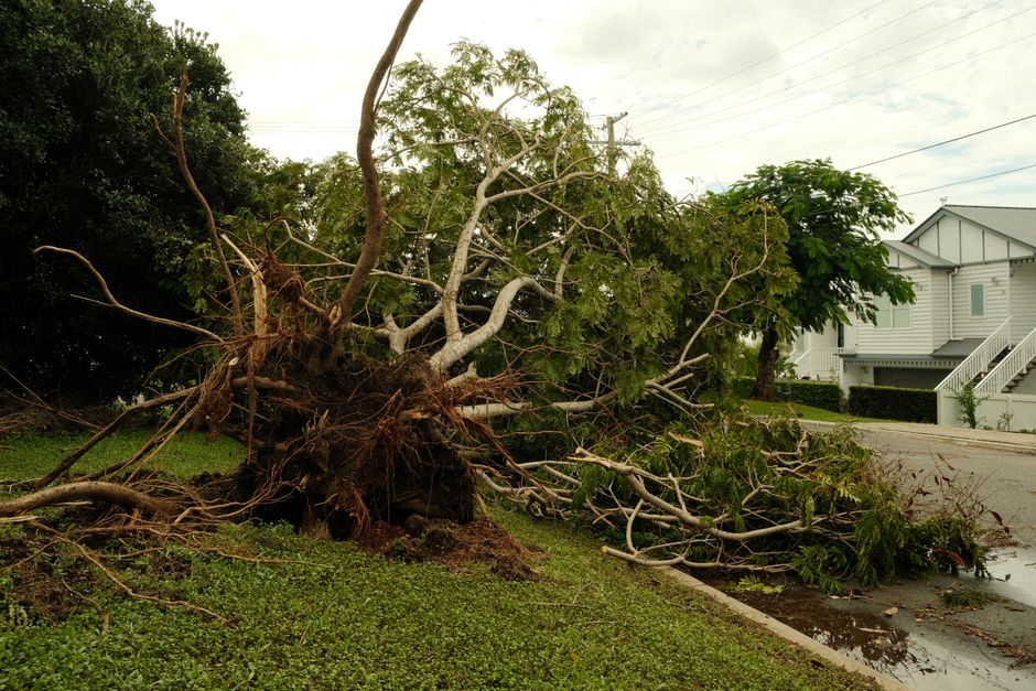 Uprooted tree lies on suburban street after a violent storm, showcasing nature’s power.